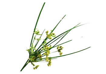 Dianthus | דיאנטוס – תמונה 3