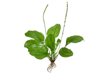 Dianthus | דיאנטוס – תמונה 4