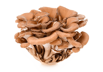Power Mushrooms | פטריות עוצמה – תמונה 2