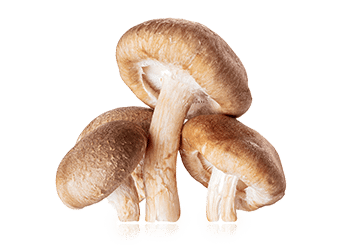 Power Mushrooms | פטריות עוצמה – תמונה 3
