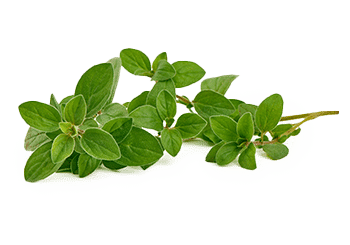Oregano oil | שמן אורגנו – תמונה 3