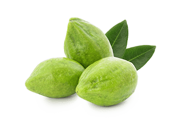 Triphala | טריפאלה (טבליות) – תמונה 3